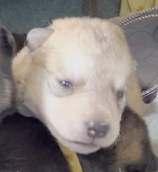 Happy Days - 2 weeks old - Heather - head shot