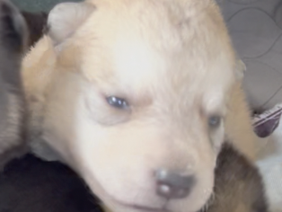 Happy Days - 2 weeks old - Heather - head shot