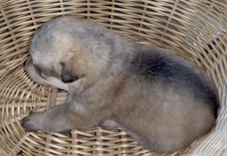 Happy Days - 2 weeks old - Heather - basket