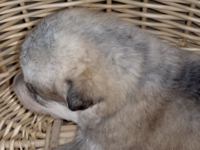 Happy Days - 2 weeks old - Heather - basket