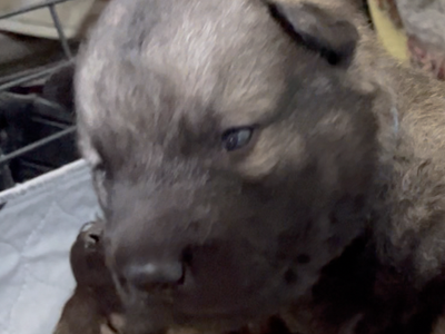 Happy Days - 2 weeks old - Richie - sitting left