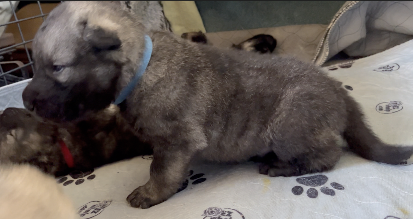 Happy Days - 2 weeks old - Richie - sitting left