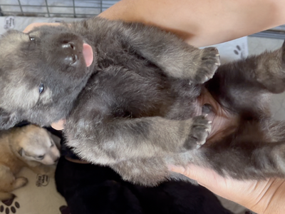 Happy Days - 2 weeks old - Richie - upside down