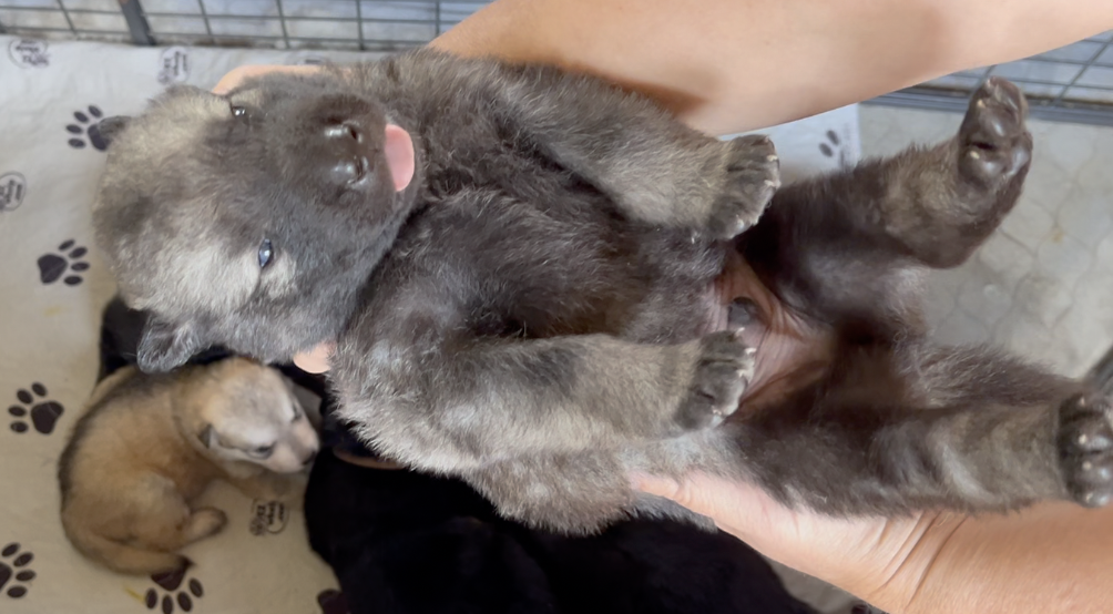 Happy Days - 2 weeks old - Richie - upside down