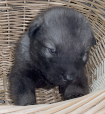 Happy Days - 2 weeks old - Richie - head shot1