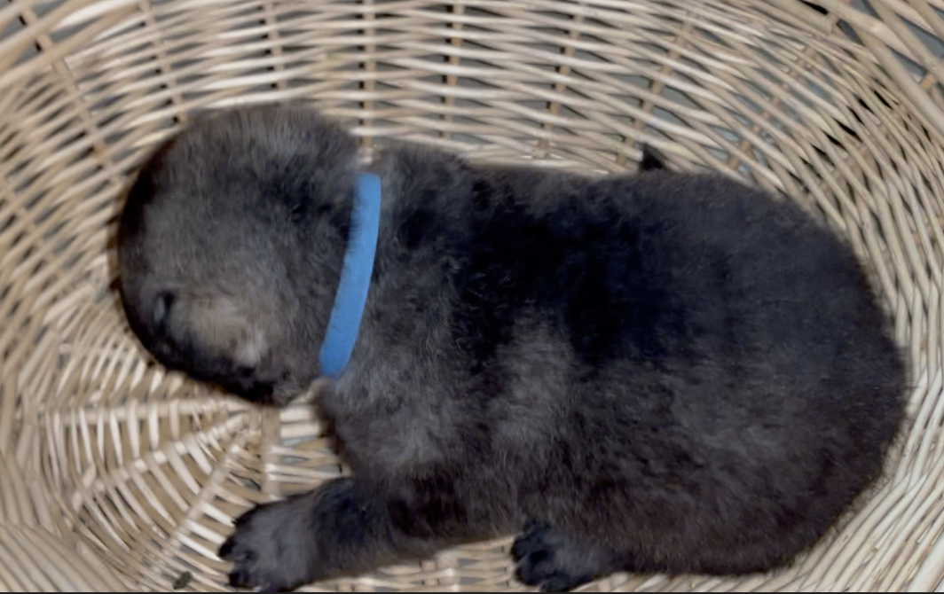 Happy Days - 2 weeks old - Richie - basket