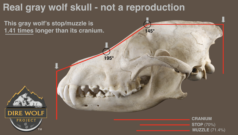 Gray Wolf Skull Comparison