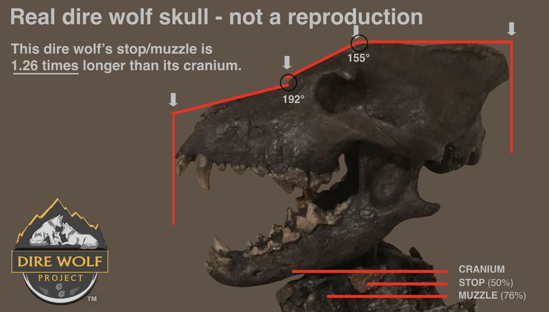 Dire Wolf Skull Comparison