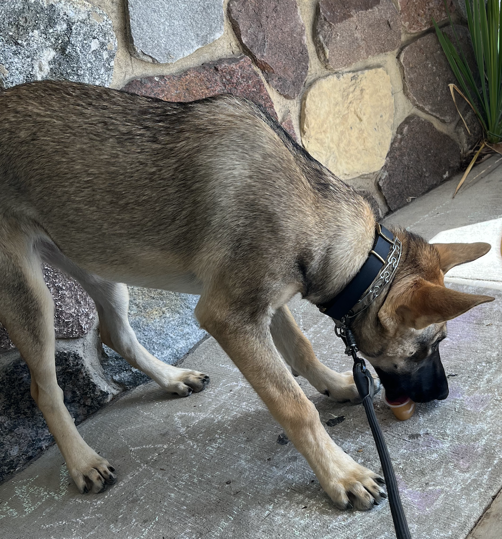 Twig - teenager - licking pup cup