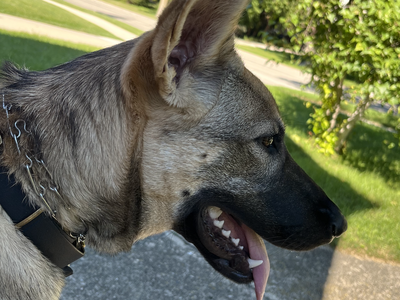 Twig - teenager - licking pup cup