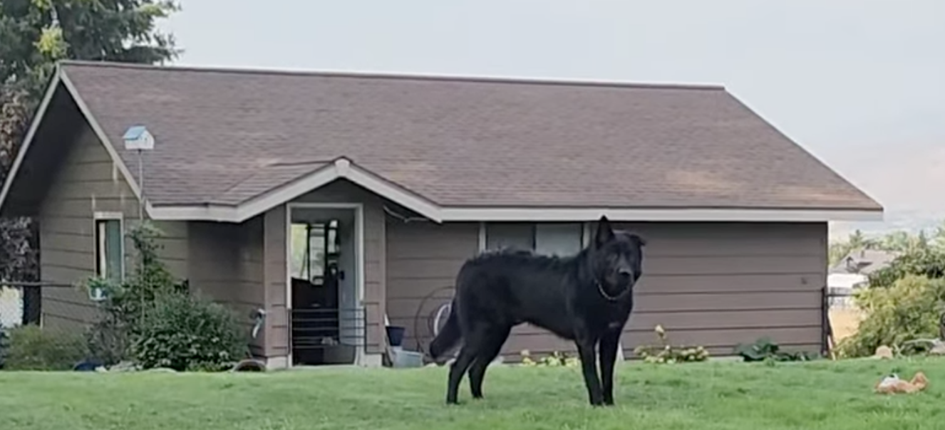 Elias - Ripley - 1 year old - standing in front of house