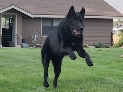 Elias - Ripley - 1 year old - jumping in air