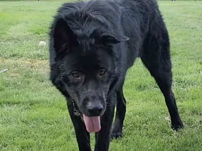 Ripley - 1 year old - standing front head down wolfie
