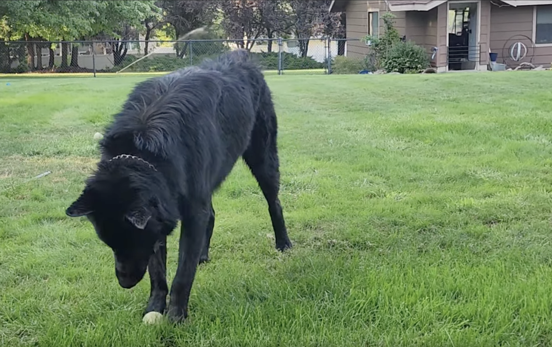 Elias - Ripley - 1 year old - looking at ball