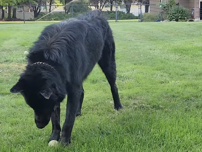 Elias - Ripley - 1 year old - looking at ball