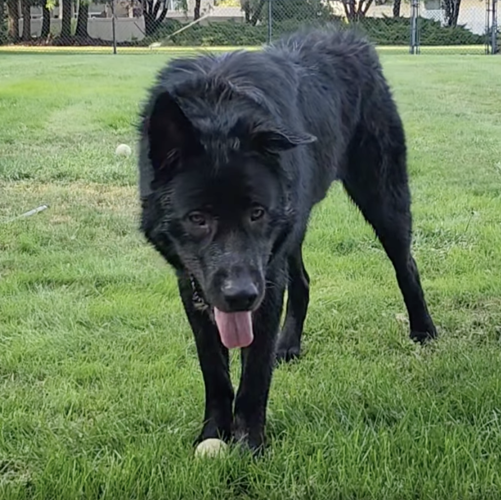 Ripley - 1 year old - standing front head down wolfie
