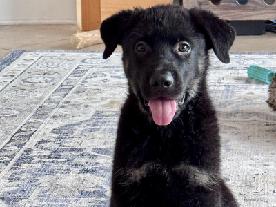 Happy Days - 11 weeks - Potsie - Koba - sitting on carpet