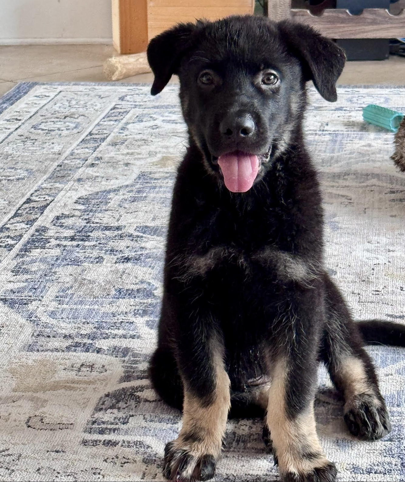 Happy Days - 11 weeks - Potsie - Koba - sitting on carpet