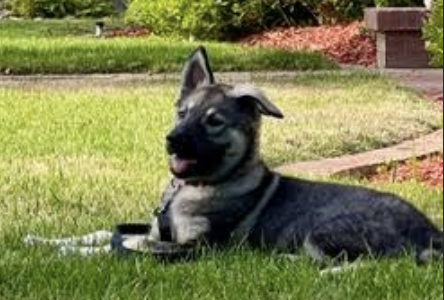 Happy Days - 11 weeks old - Lori Beth - Phoebe - laying down in grass