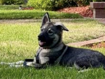 Happy Days - 11 weeks old - Lori Beth - Phoebe - laying down in grass