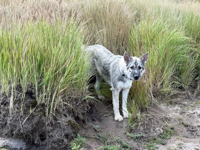 Tala - 1 year old - beautiful
