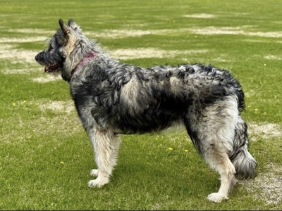 Ellie - Catalina - 1 year old - standing on grass