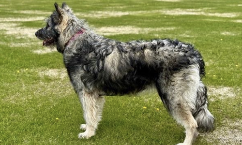 Ellie - Catalina - 1 year old - standing on grass