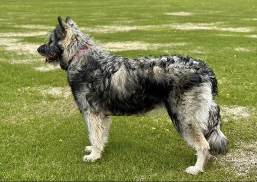 Ellie - Catalina - 1 year old - standing on grass