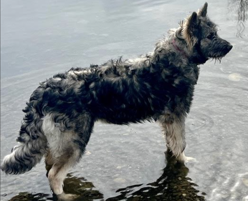Ellie - Catalina - 1 year old - standing in water