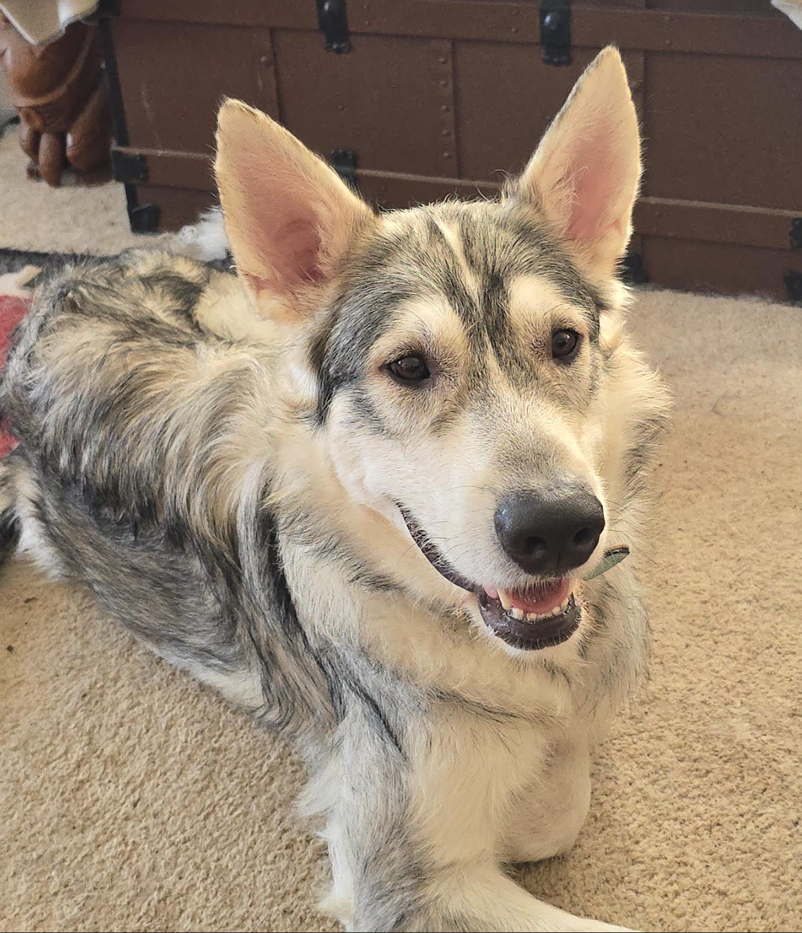 Finnegan - fka: Camaro - one year old head shot