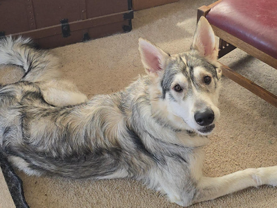 Finnegan - fka: Camaro - one year old body shot