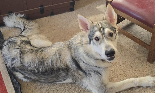 Finnegan - fka: Camaro - one year old body shot