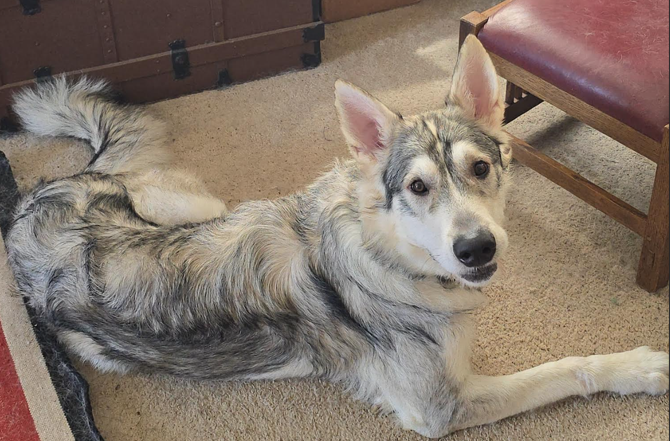 Finnegan - fka: Camaro - one year old body shot