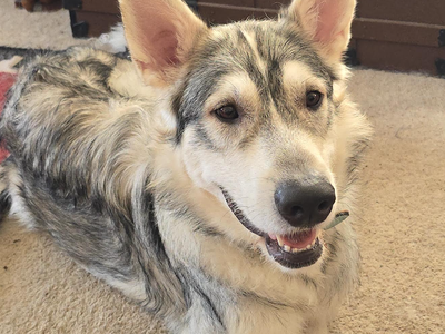 Finnegan - fka: Camaro - one year old body shot