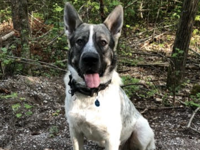 Marshmallow - one year old - sitting in forest