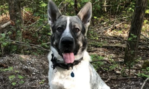Marshmallow - one year old - sitting in forest