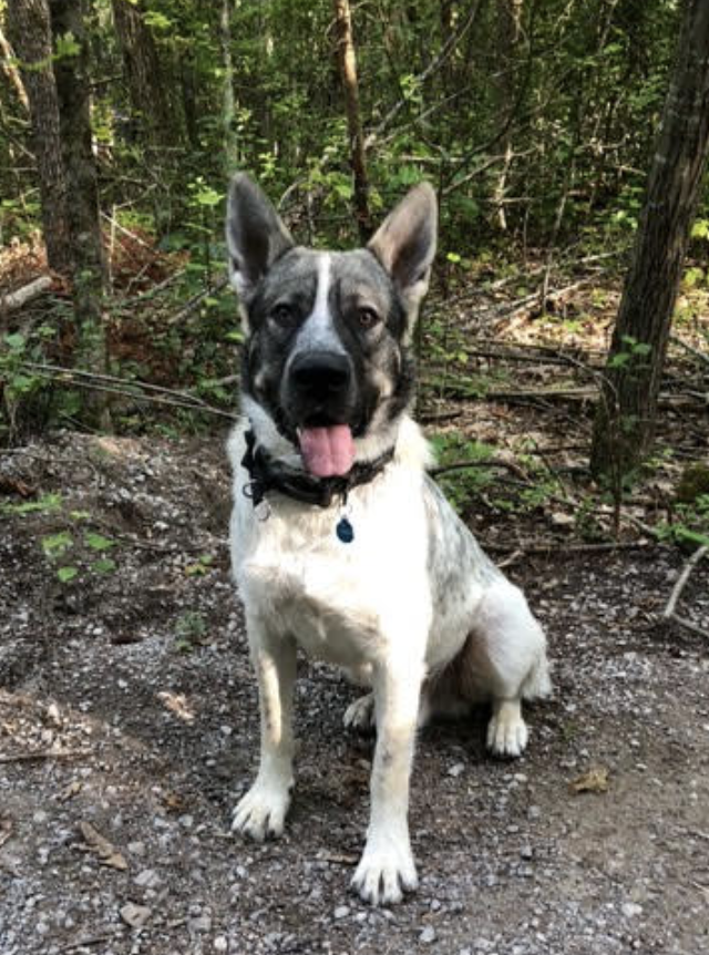 Marshmallow - one year old - sitting in forest