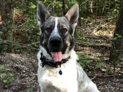 Marshmallow - one year old - sitting in forest