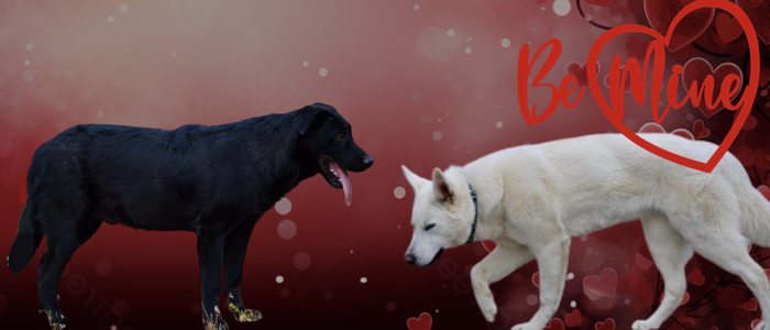 Be Mine litter banner