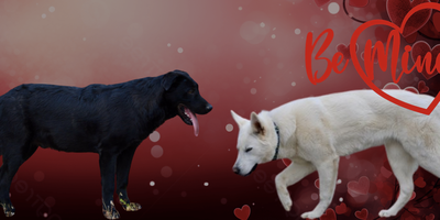 Be Mine litter banner