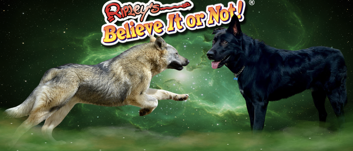 Ripley's Believe It or Not! Litter