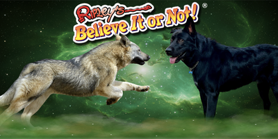 Ripley's Believe It or Not! Litter