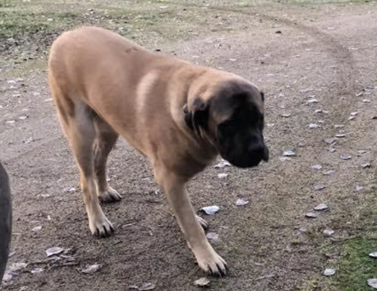 Mr. Q walking at Schwarz Kennels