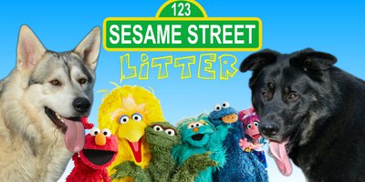 Sesame Street Litter - Banner