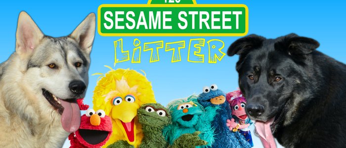 Sesame Street Litter - Banner