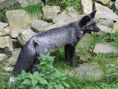 Silberfuchs_08.jpg