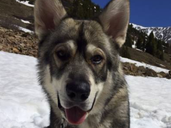 Sir Galahad out on a long hike in the high mountains of Colorado in June.png