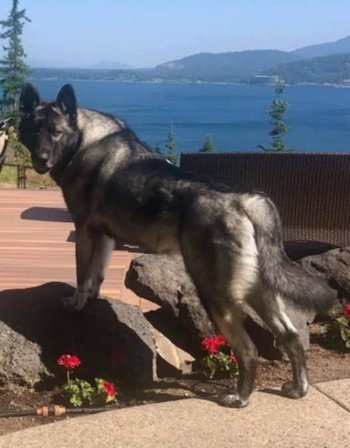 Skoll from wolf cub litter aka Dozer.jpg