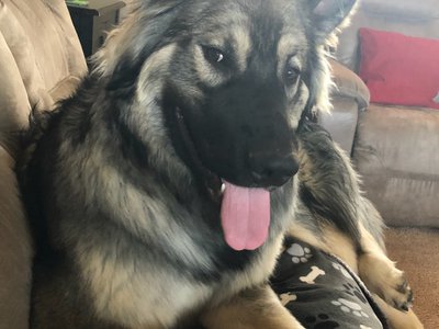 Skoll on couch.jpg