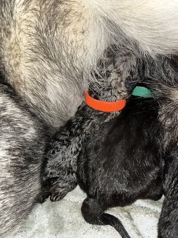 Spike - Newborn.jpg